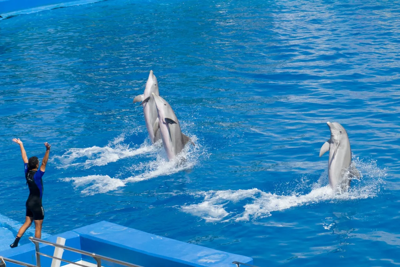  Dolphin Show